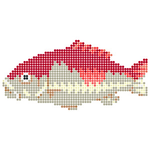 ニシキゴイ