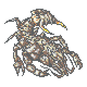 クレイクロウ