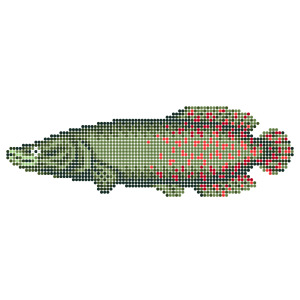 ピラルク