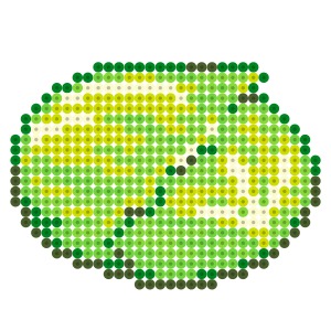 キャベツ