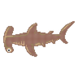 シュモクザメ