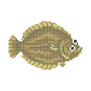 カレイ
