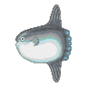 マンボウ