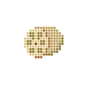 蓮根