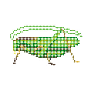 キリギリス